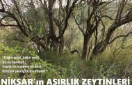 NİKSAR'IN ASIRLIK ZEYTİNLERİ